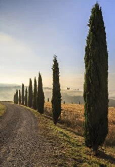 A typical street in Tuscany, with cypresses and in the background the chapel of Vitaleta