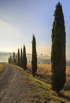 Clickalps Prints: A typical street in Tuscany, with cypresses and in the background the chapel of Vitaleta