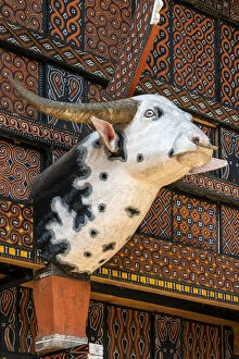 Typical Tongkonan house adorned with head of albino buffalo, Rantepao, Tana Toraja