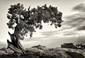 Canyonlands Prints: U. S. A. Utah, Dead Horse State Park, Juniper Tree