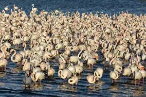 UAE, Dubai, Dubai Creek (Khor Dubai), Ras Al-Khor Wildlife Sanctuary, Flamingo