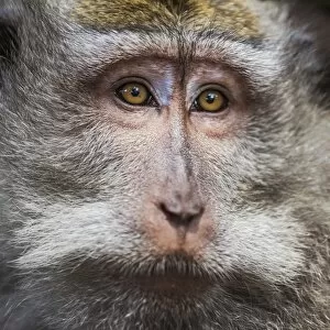 Ubud, Bali, Indonesia, South East Asia. A monkey at the Sacred Monkey Forest Sanctuary