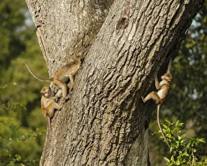 Uda Walawe National Park, Uva Province, Sri Lanka, Asia