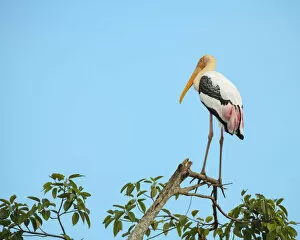 Images Dated 28th March 2019: Uda Walawe National Park, Uva Province, Sri Lanka, Asia