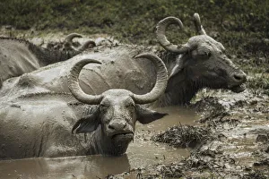 Uda Walawe National Park, Uva Province, Sri Lanka, Asia