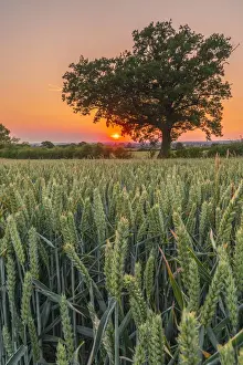 UK, England, Bedfordshire, countryside near Haynes
