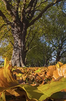 UK, England, Cambridge, Jesus Green in Autumn