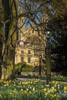 Daffodil Prints: UK, England, Cambridge, Kings College from Clare College in the Spring