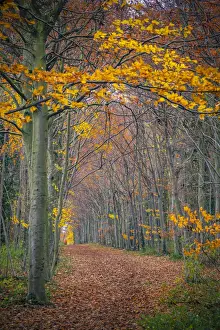 Tracks Prints: UK, England, Cambridge, Wandlebury Ring Country Park, Autumn