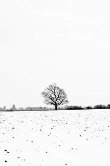 Black And White Collection: UK, England, Cambridgeshire, Comberton, Winter Fields