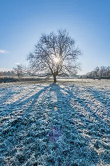 Cambridgeshire Prints: UK, England, Cambridgeshire, Grantchester, Grantchester Meadows, frosty morning