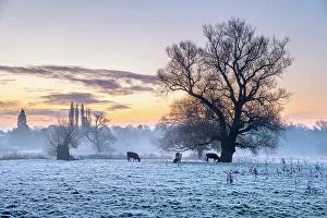 Cambridgeshire Prints: UK, England, Cambridgeshire, Grantchester, Grantchester Meadows, frosty morning