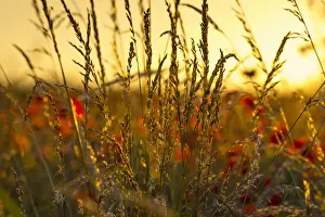 Grasses Prints: UK, England, Cambridgeshire, Poppies and Summer Grasses