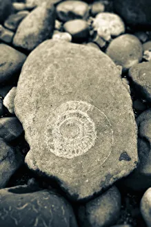 Images Dated 15th March 2013: UK, England, Dorset, Lyme Regis, a Gateway Town to the UNESCO World Heritage Site