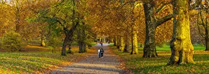 Images Dated 14th November 2018: UK, England, London, Green Park in Autumn