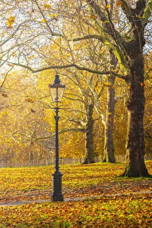 UK, England, London, Green Park in Autumn