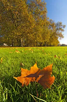 Images Dated 30th November 2010: UK, England, London, Hyde Park in Autumn