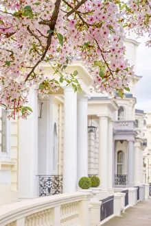 UK, England, London, Notting Hill, Ladbroke Grove, Cherry Blossom