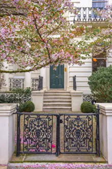 Notting Hill Prints: UK, England, London, Notting Hill, Ladbroke Grove, Cherry Blossom