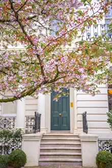 UK, England, London, Notting Hill, Ladbroke Grove, Cherry Blossom