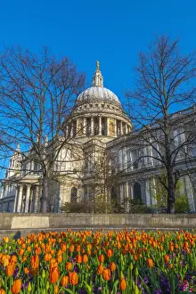 UK, England, London, St. Pauls Cathedral in Springtime, tulips