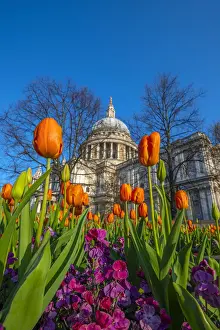 Spring Time Prints: UK, England, London, St. Pauls Cathedral in Springtime, tulips