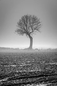 Desolate Gallery: UK, England, Norfolk, Foggy Winter Field