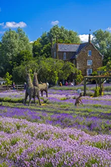 North Norfolk Prints: UK, England, Norfolk, Heacham, Norfolk Lavender