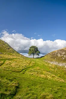 UK, England, Northumberland, Hexham, Henshaw, Hadrians Wall, Sycamore Gap