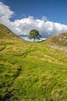 UK, England, Northumberland, Hexham, Henshaw, Hadrians Wall, Sycamore Gap