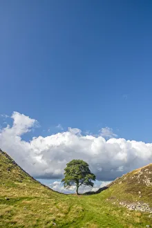 UK, England, Northumberland, Hexham, Henshaw, Hadrians Wall, Sycamore Gap