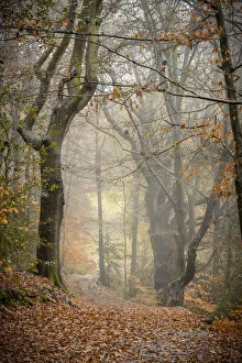 Tracks Prints: UK, England, Shropshire, Ludlow, Whitcliffe, Whitcliffe Common