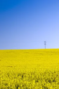 Oilseed Rape Prints: UK, England, Shropshire, rape fields near Shawbury