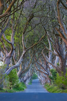 UK, Northern Ireland, County Antrim, Ballymoney, The Dark Hedges, tree lined road, dawn