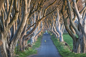 Tunnel Prints: UK, Northern Ireland, County Antrim, Ballymoney, The Dark Hedges, tree lined road, dawn