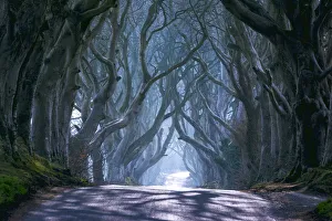 UK, Northern Ireland, County Antrim, Ballymoney, The Dark Hedges