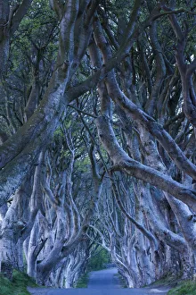 UK, Northern Ireland, County Antrim, Ballymoney, The Dark Hedges, tree lined road, dawn