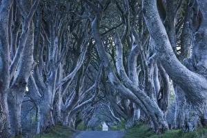 UK, Northern Ireland, County Antrim, Ballymoney, The Dark Hedges, tree lined road, dawn