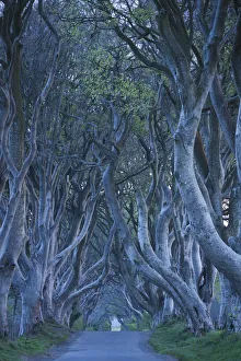 UK, Northern Ireland, County Antrim, Ballymoney, The Dark Hedges, tree lined road, dawn