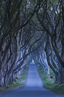Images Dated 1st September 2016: UK, Northern Ireland, County Antrim, Ballymoney, The Dark Hedges, tree lined road, dawn