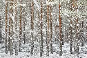 White Gallery: UK, Scotland, Highlands, Braemar, forest in snow