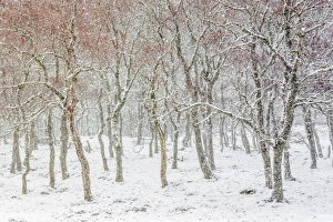 UK, Scotland, Highlands, Braemar, forest in snow