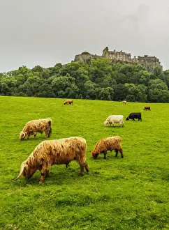 Stirling Prints: UK, Scotland, Stirling, Highland cattles adn Stirling Castle
