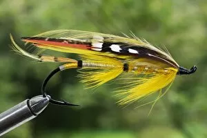 Sport Gallery: UK. A traditional salmon fishing fly