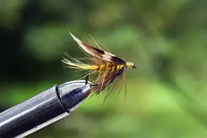 Sport Prints: UK. A trout fishing wet fly known as an Invicta secured in a fly-tying vice