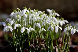 Country Side Prints: UK, Wiltshire. A fresh bunch of Snowdrops signals the onset of Spring
