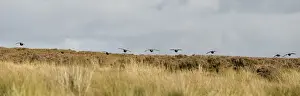 Country Sport Prints: UK; Yorkshire. A covey of grouse fly low and fast over the heather on Bingley