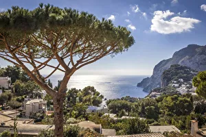 Umbrella pine in Capri, Gulf of Naples, Campania, Italy