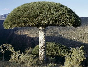 Umbrella-shaped Dragons Blood Trees