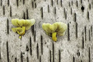 Mycology Prints: Unidentified fungi on fallen birch, New Forest National Park, Hampshire, England, UK